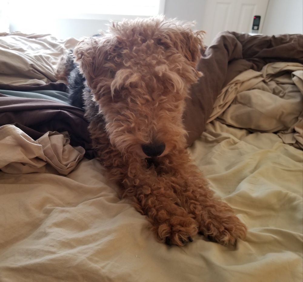 A Welsh Terrier lying on a bed