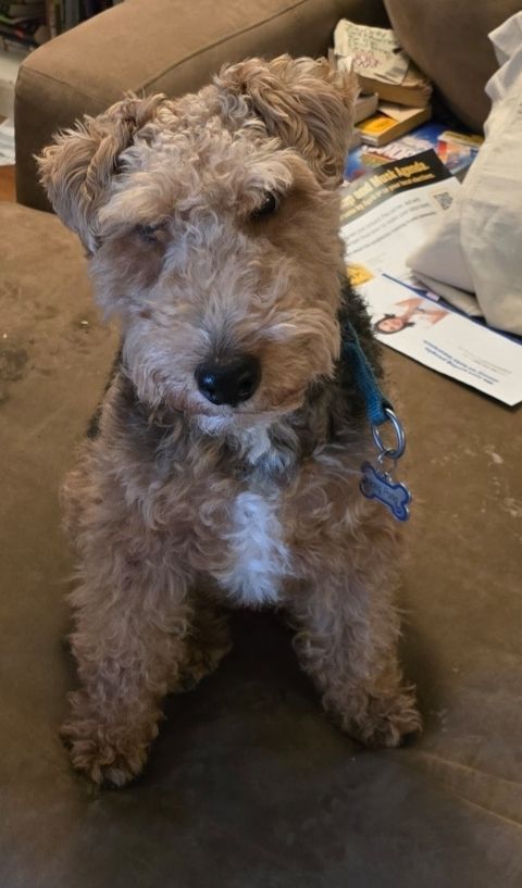 A black and tan Welsh Terrier with a white patch on his chest, sitting on a couch. 