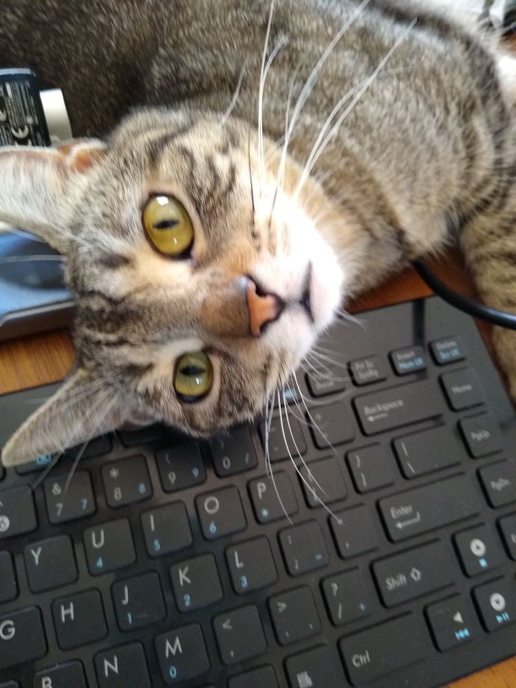 Cat on keyboard