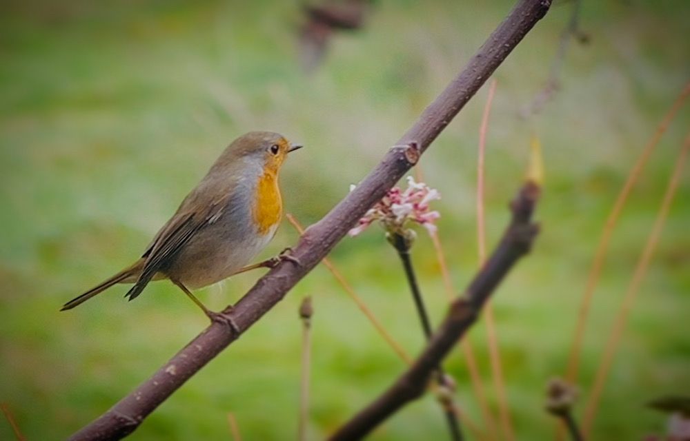 #bird #europeanrobin