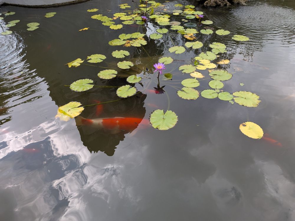 A large koi and some of its smaller buddies swim beneath waterlilies. The dark shadow of a tower interrupts the sky's reflection on the surface of the water.