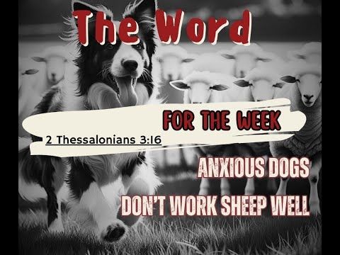 Word for the Week video - Anxious dogs don't work sheep well - 2 Thessalonians 3:16