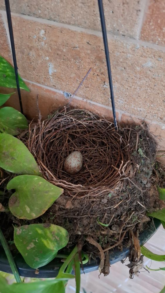 Foto do mesmo ninho, porém agora com um pequeno ovo dentro
