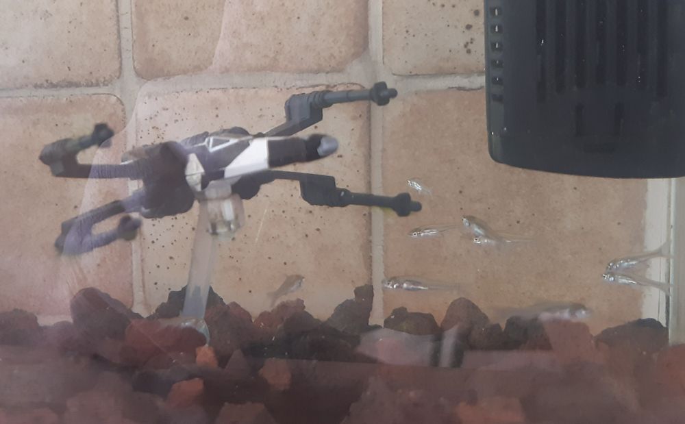 un x wing dans un aquarium