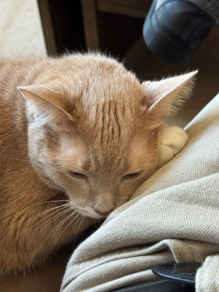 Close up of cat laying on leg 