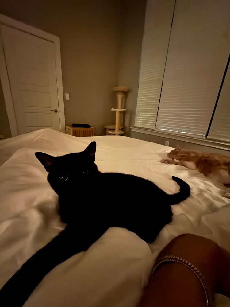 My cats cuddling with me at night 