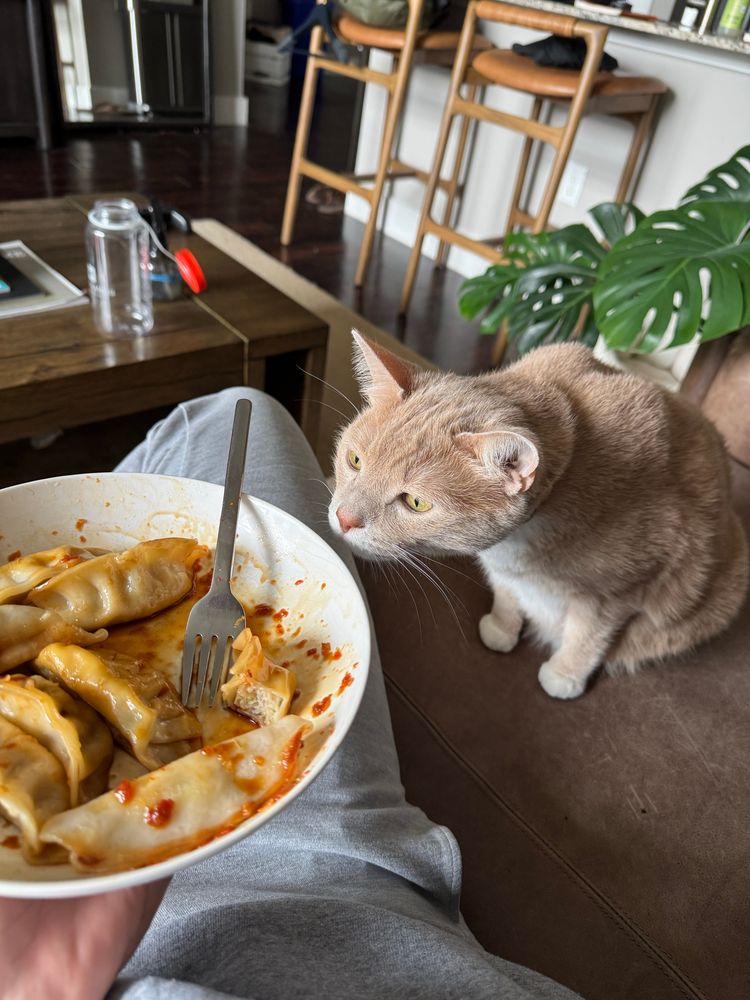 Orange cat looking at spicy dumplings 
