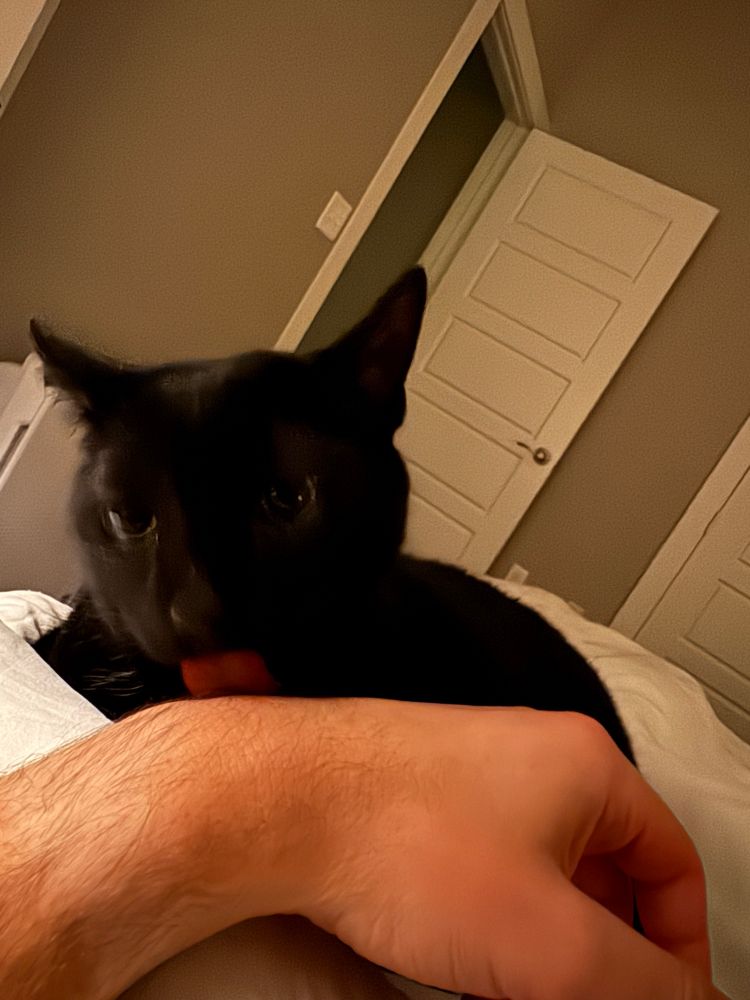 Black cat licking me