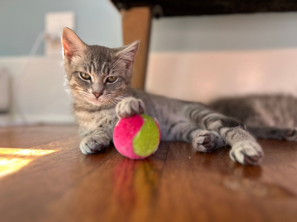 A grey & white striped kitten, Frances, is lying on a wood floor, with her left front paw resting on a pink & yellow ball.
There is a small section of sunshine on the floor just beyond her head, with a chair leg & baseboards in the background. 
Frances has her eyes partially closed, and her expression is pretty much saying, “Feeling froggy?  Then jump MFer!”