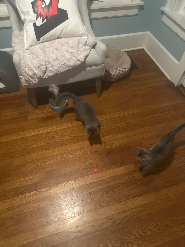 A red dot on a wooden floor, of intense interest to two grey kittens. The top kitten is bouncing & her tail is distorted because of the movement. The kitten on the right is just looking, though he will pounce soon. There is an off-white chair, with a blanket and a Wesleyan pillow, blue walls, and white baseboards and trim.