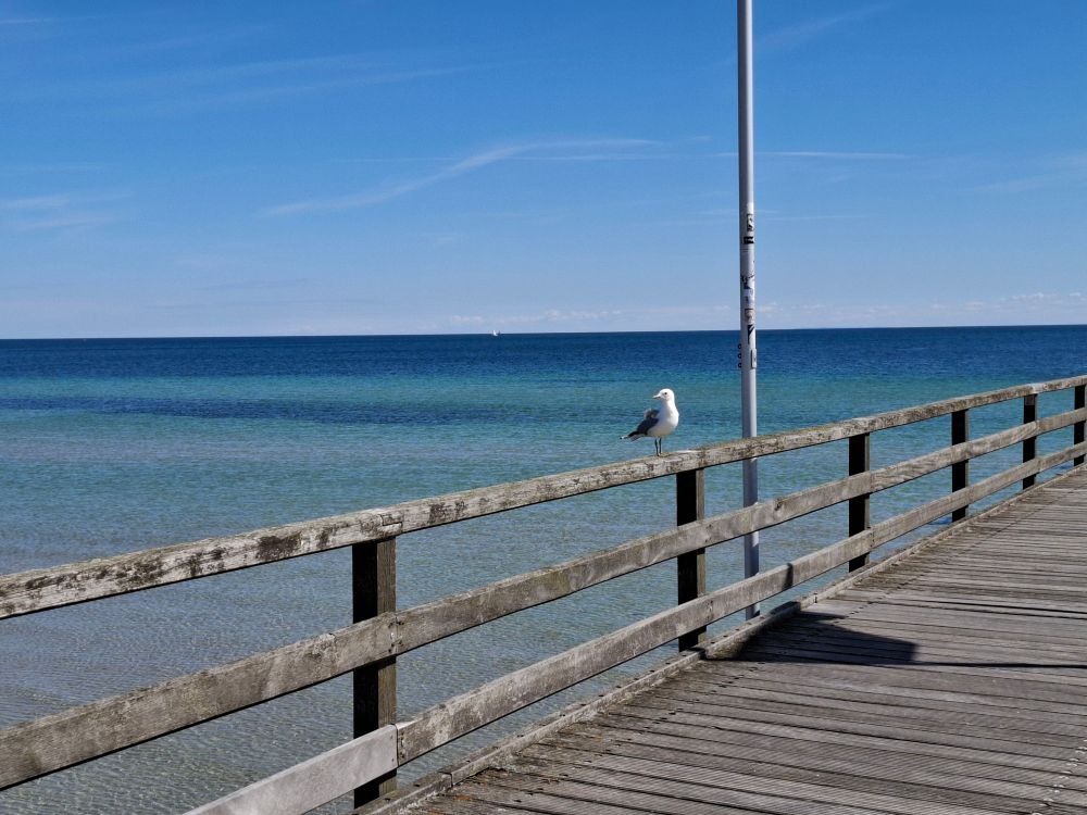 Seagull sitting on the railing of a pier at the Baltic Sea, under a bright blue sky.