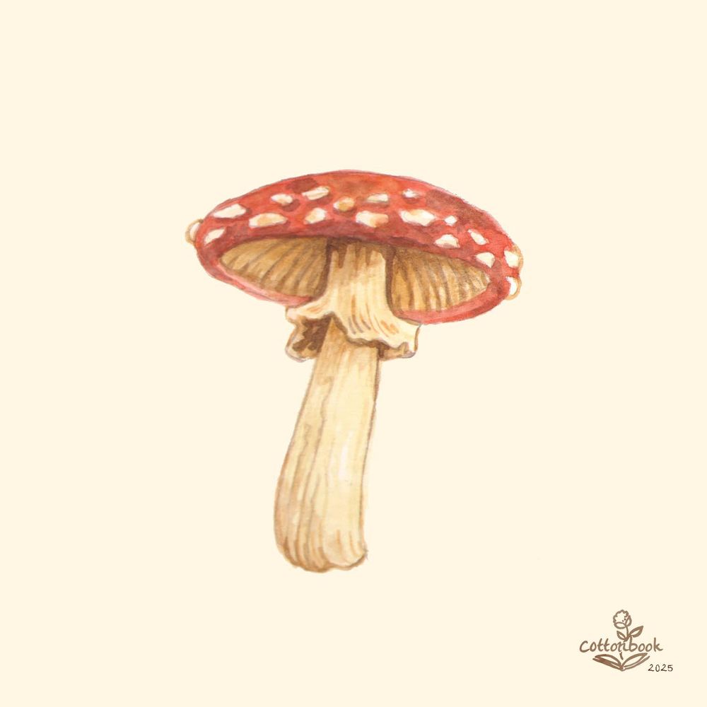 A watercolor illustration of an amanita mushroom, its top open fairly wide, frill showing below. This is a vinyl sticker design. 