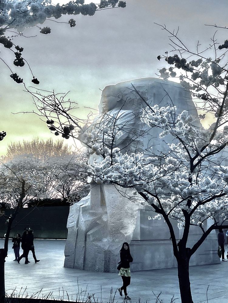 Over exposed photo of the MLK jr memorial in Washington, DC. The photo was taken at dusk. Due to over-exposure the cherry blossoms look snow capped. The photo has a cold tone because of this, yet through the trees emerges the tall sculpture of MLK, jr, who offers hope.