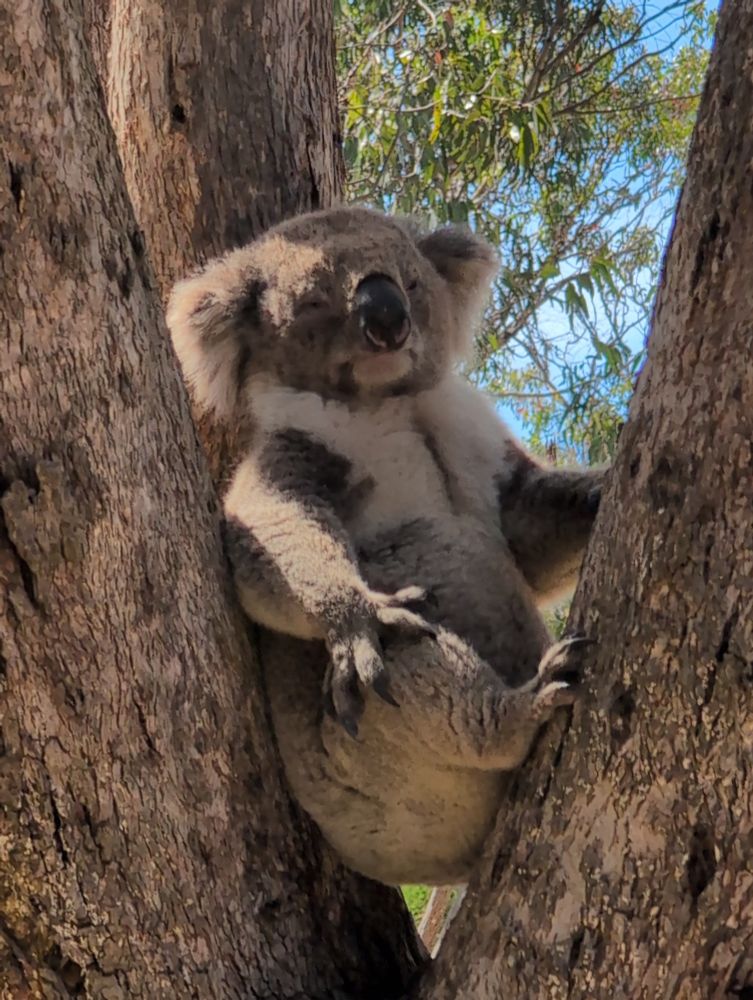 A koala in a tree looking very judgementally at the camera