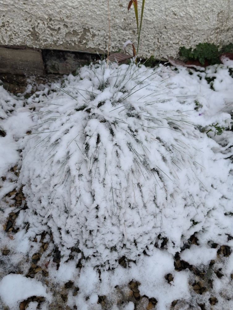 A blue grass plant covered in snow, with the grass tips sticking out.