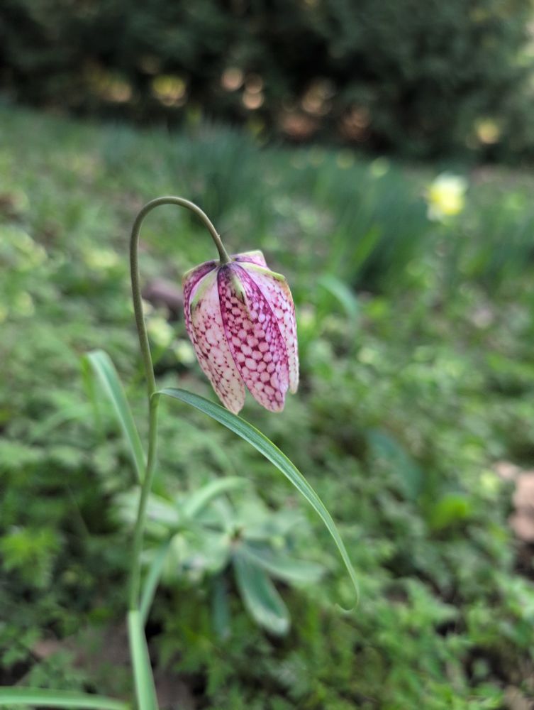 A snake's head fritillary flower