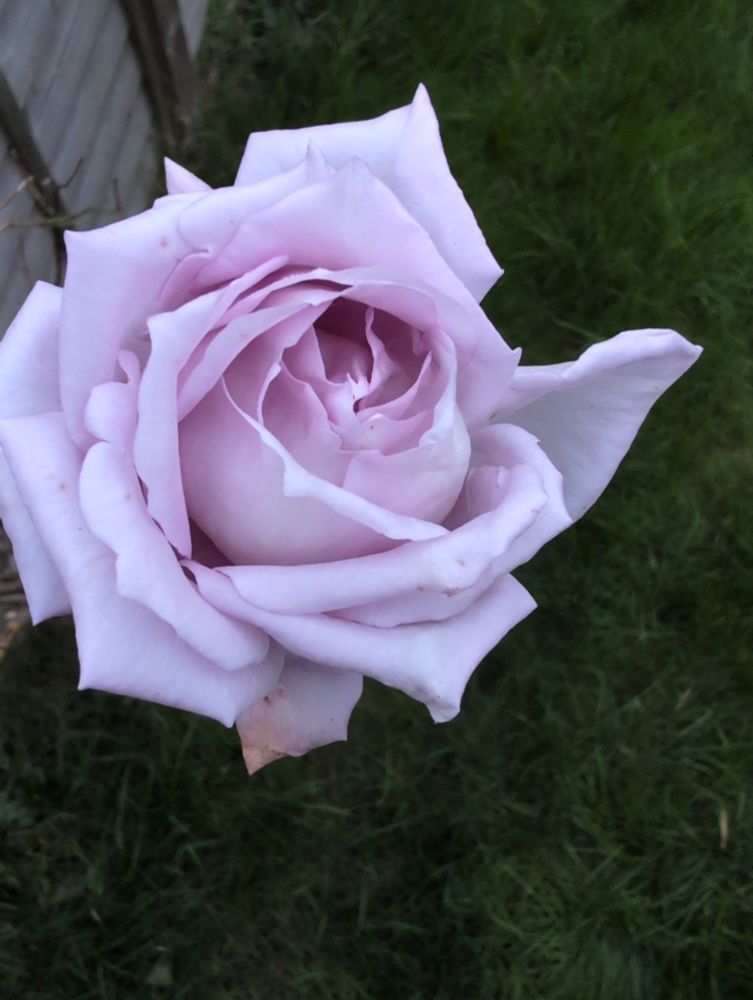 A blue moon rose flower