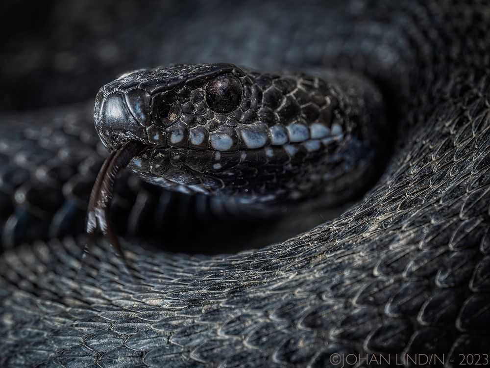 European adder, from Stockholm, Sweden