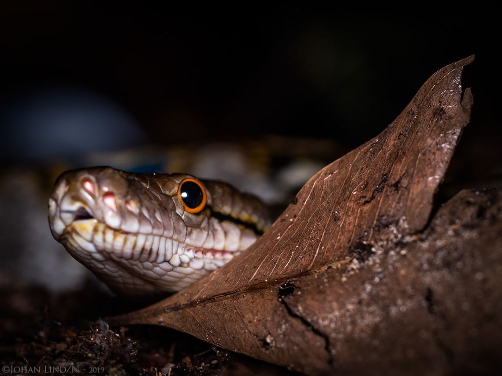 Reticulated python from Pulau Perhentian, Malaysia.