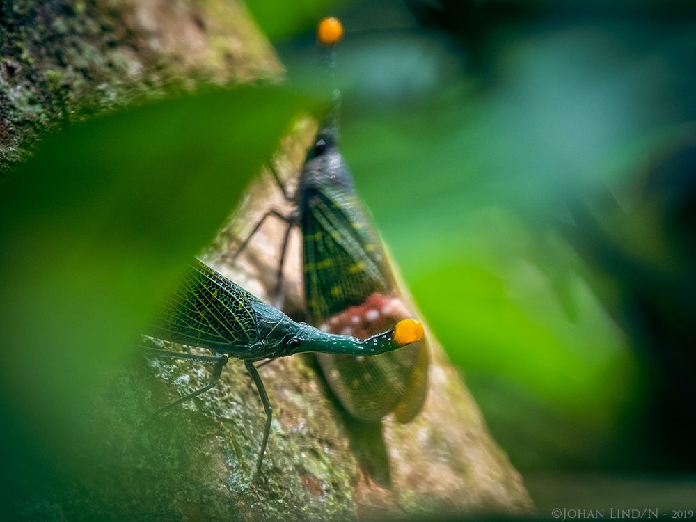 Lantern bugs from Sumatra