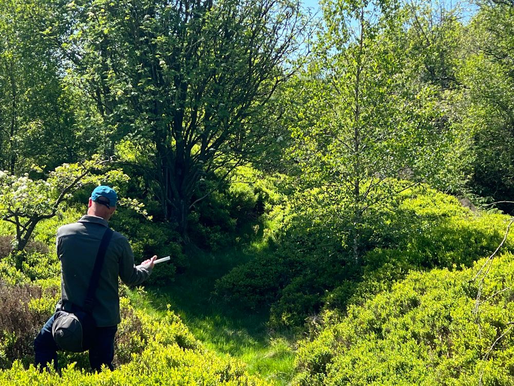 Large ditch and bank - a Bronze Age dike which turns to the right as it goes around and earlier burial mound. The earthworks are covered in Bilberry and a tree grows out of the mound