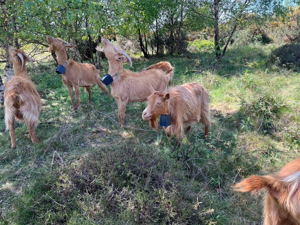 5 goats eating grass and the leaves of a Silver Birch tree. The goats are an orange/gold colour and know as Golden Guernsey’s