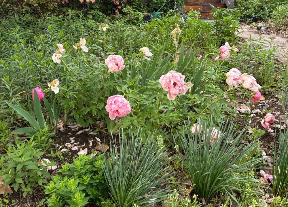 Battered brown and ragged peony blossoms