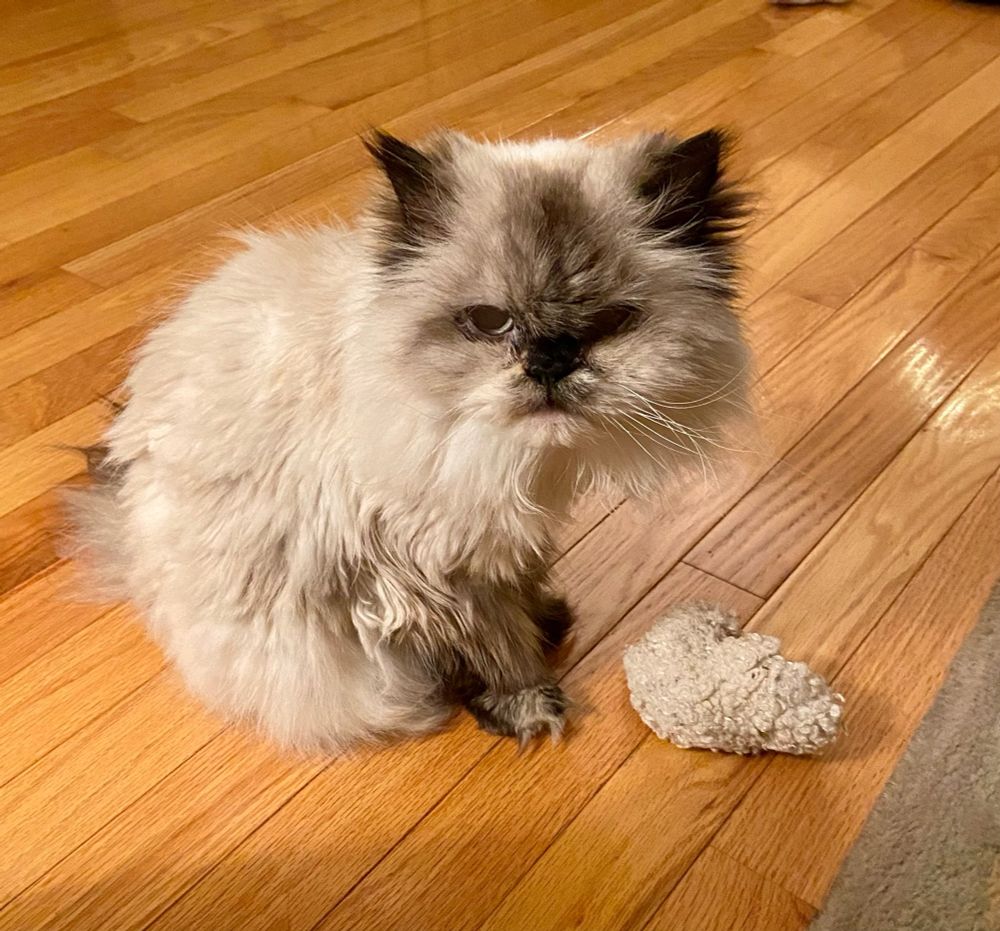 White/brown Himalayan cat sitting with a ragged stuffed lamb toy.