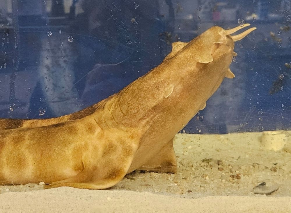 A wobbegong shark propped up on the pectoral fins and looking up for food.