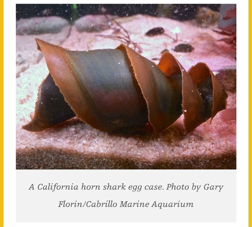Corkscrew egg of a horn shark with photo credit to Gary Florin/Cabrillo Marine Aquarium