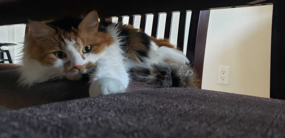 Sleepy and fluffy calico cat sitting on a chair that's been tucked underneath a dining table