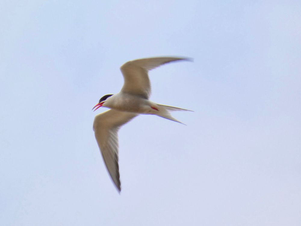 Common Tern