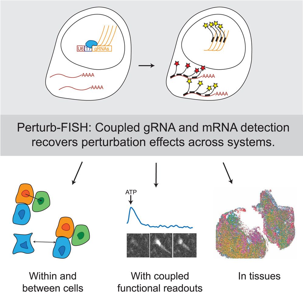 Graphical abstract for Binan et al., Simultaneous CRISPR screening and spatial transcriptomics reveal intracellular, intercellular, and functional transcriptional circuits