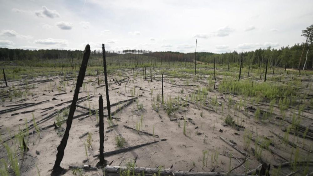 Woher kommen die vielen Waldbrände in Brandenburg?