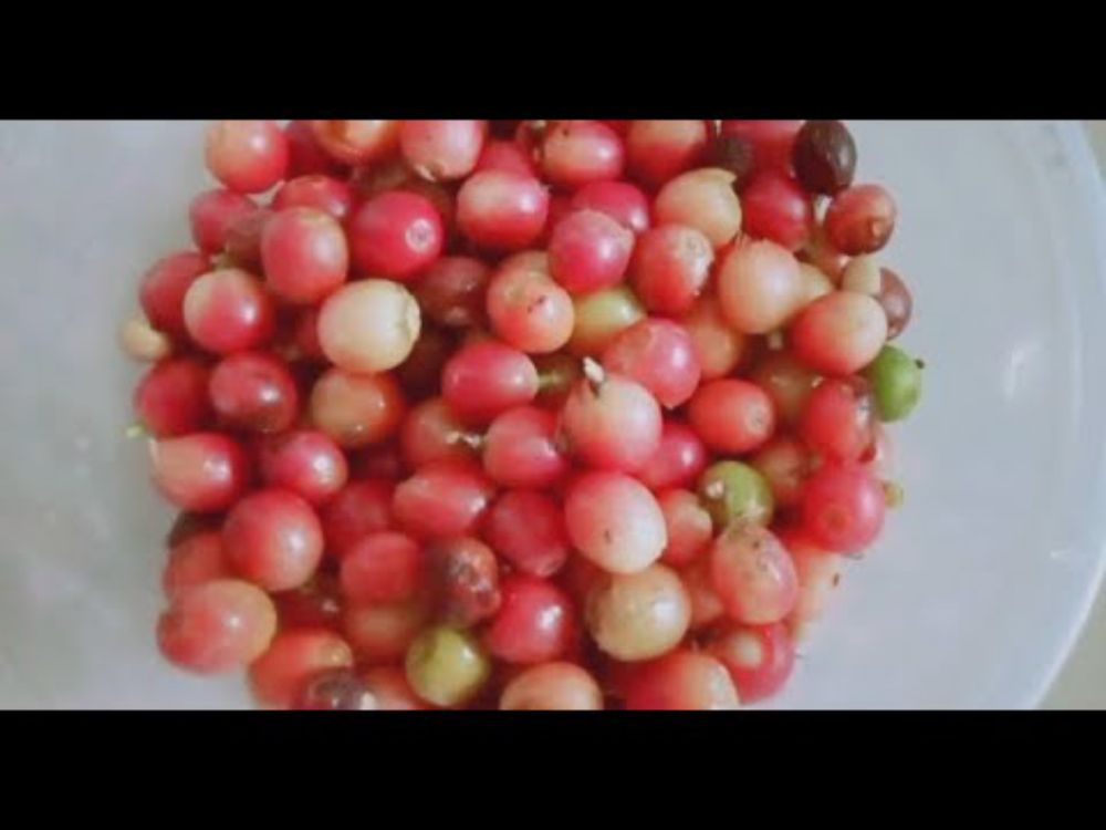 再びアラビカコーヒー☕の収穫 Harvesting Arabica coffee☕again