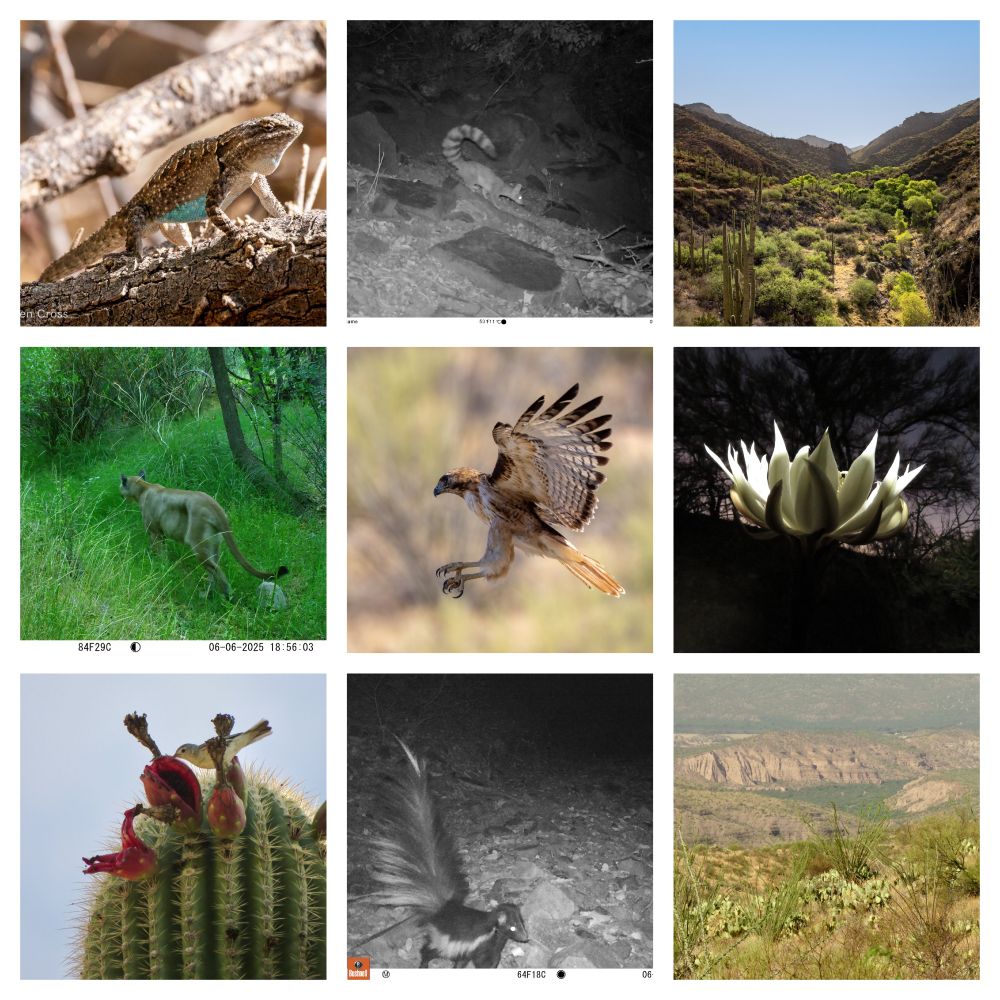 Collage includes images of an ornate tree lizard (turquoise belly); a ringtail (of the raccoon family with a striped tail, but looking like a small cat); the Copper Creek Valley filled with mature cottonwoods, saguaro and ocotillo; a mountain lion walking through lush grass at Copper Creek; a red-tailed hawk landing on a saguaro; a night-blooming cereus; a Lucy's warbler eating from burst, bright-red saguaro fruit; a young hooded skunk, tail erect; and the life-sustaining Copper Creek drainage basin of green foliage among an otherwise brown setting.