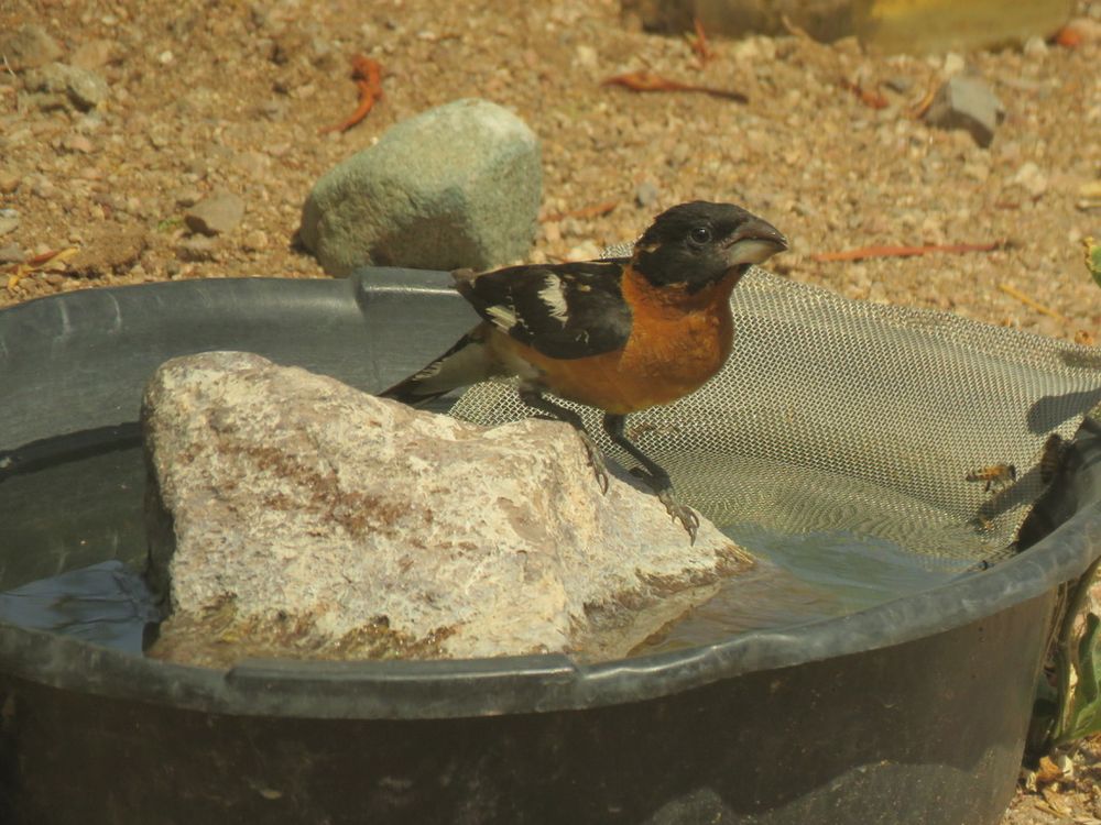 Black-headed grosbeaks do, yes, have black heads and black wings with some white stripes -- and a butterscotch tummy. This one sits on an 'escape rock' inside a water bowl.