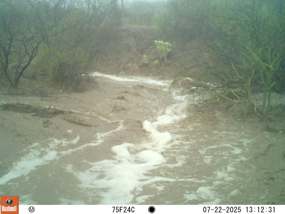 Here, the little tributary has joined the little stream, making a much larger stream all churned and frothed up.