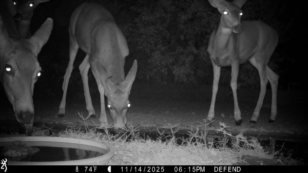 A group of 5 mule deer does takes drinks at the pond, and one drinks from the small water bowl. A small buck was visiting, but is not in this frame.