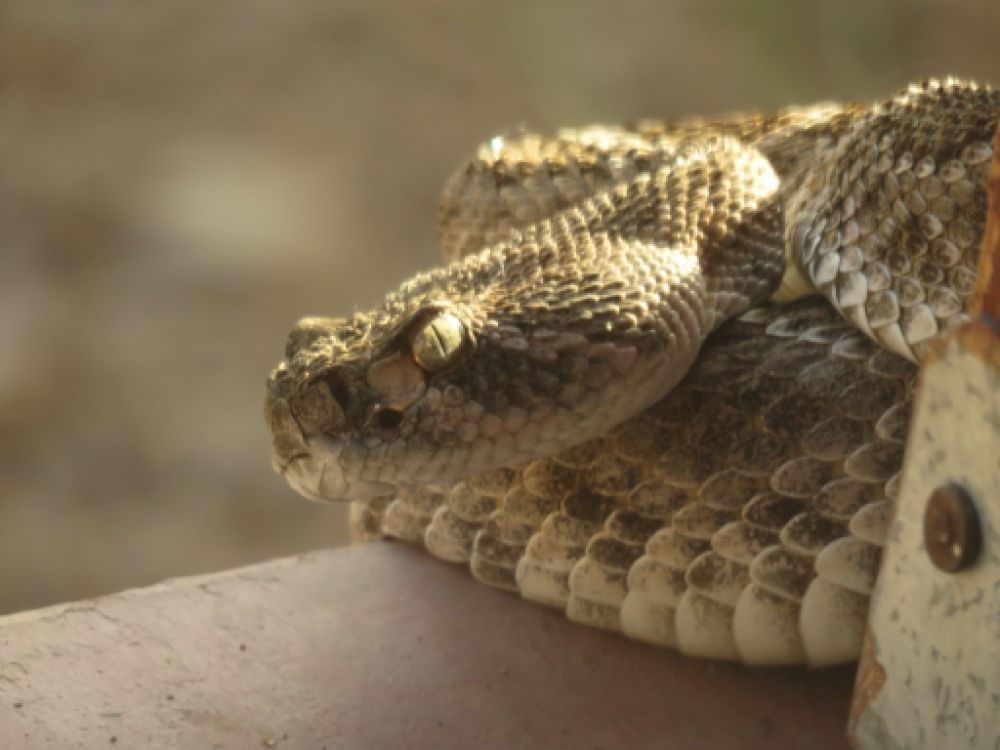Photo shows a coiled up rattler hiding behind a post, sun glinting off its left eye to reveal a gorgeous metallic sheen.