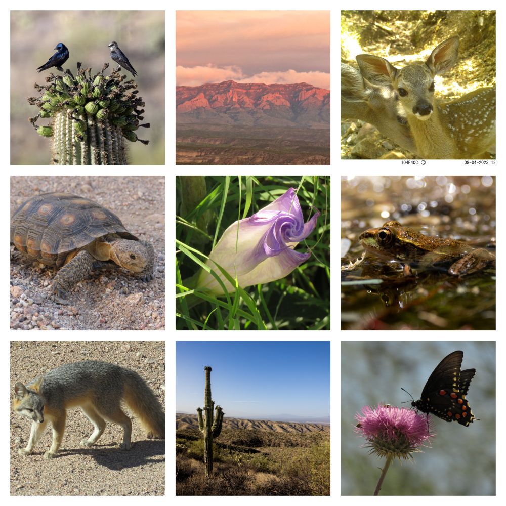 This collage includes photos of : Desert purple martins atop mature saguaros in the heart of proposed mining activity; a view of the Galiuros with the setting sun turning them Sedona red; a close up of a baby fawn next to her mother; a Sonoran desert tortoise; an unfurling white Sacred Datura flower with interesting lavender-colored tips; a lowland or Chiricahuan leopard frog; a gray fox; view of saguaro and miles of undulating mountain vista; a pipevine swallowtail butterfly (black with gorgeous orange/yellow/blue dots) 