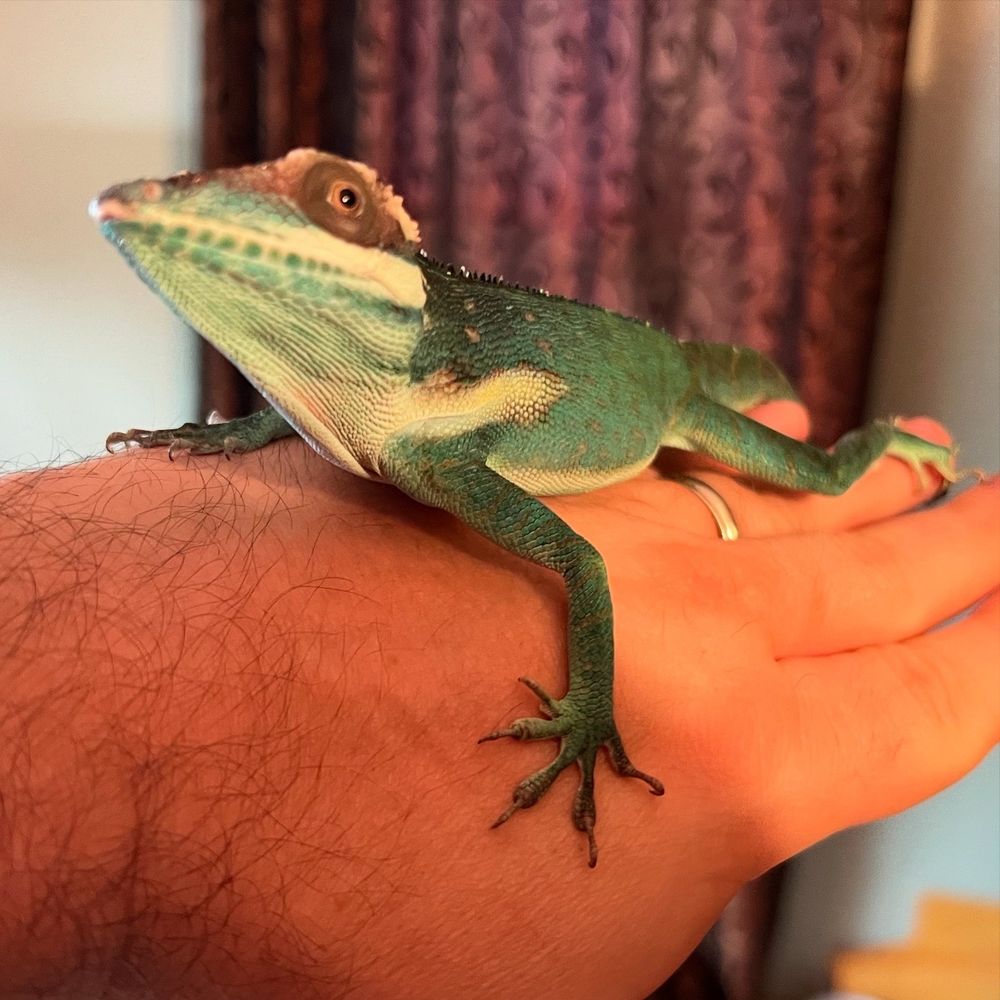 Make Smallwood anole on my hand