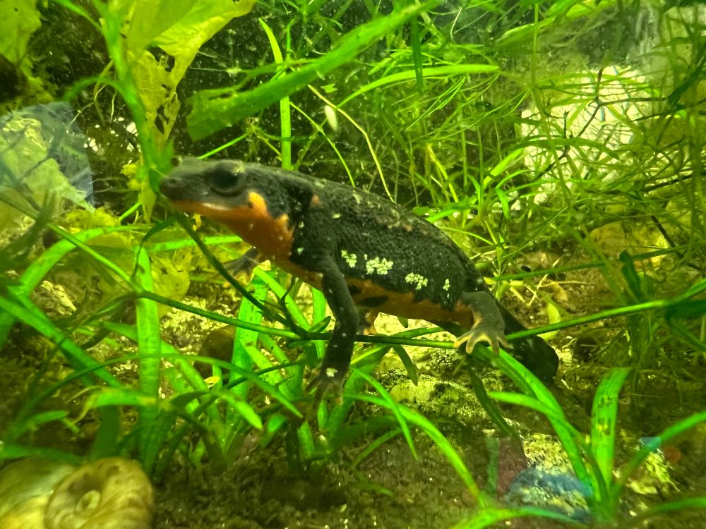Cynops ensicauda popei, Japanese gold dust firebelly newt 