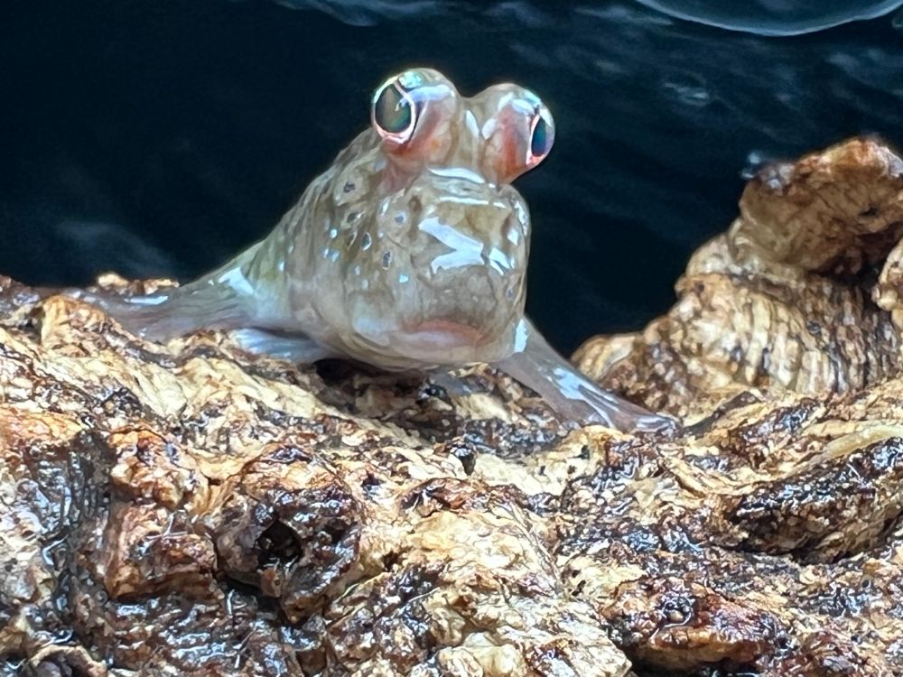 Mudskipper, a googly eyed fish that can breathe air