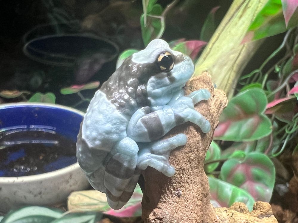 Milk frog on a branch
