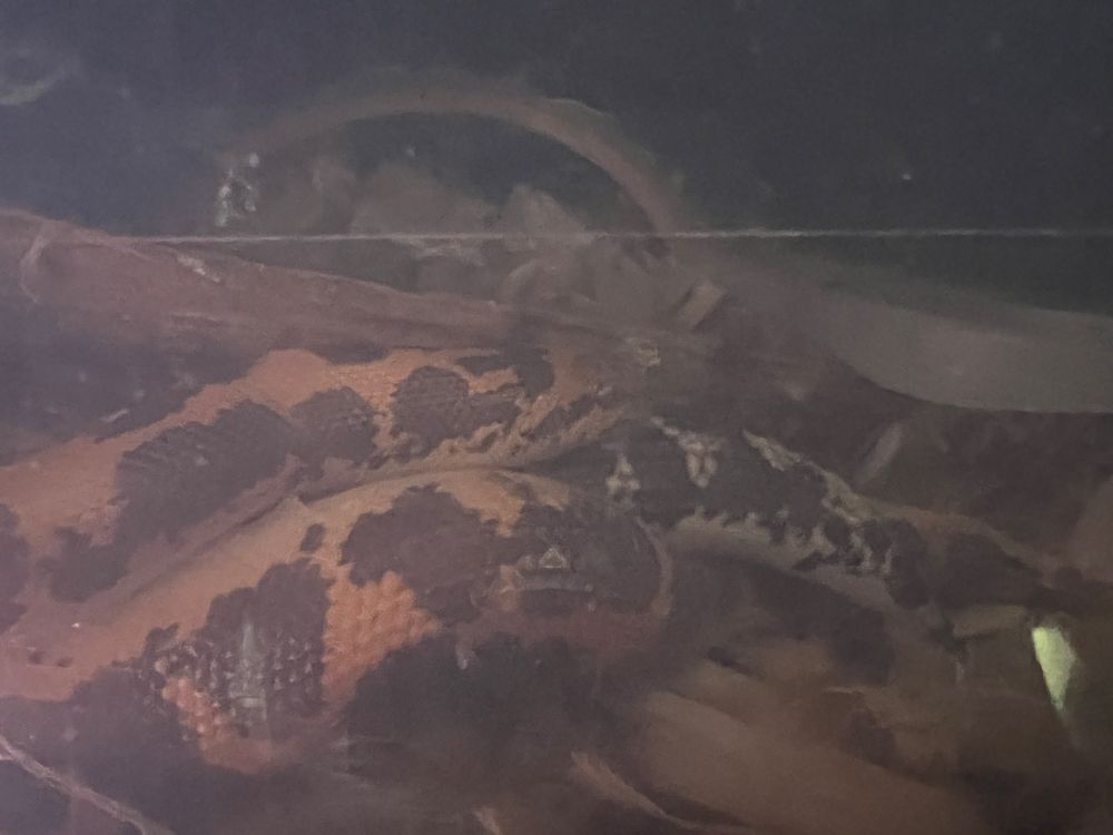 Mating Kenyan sand boas