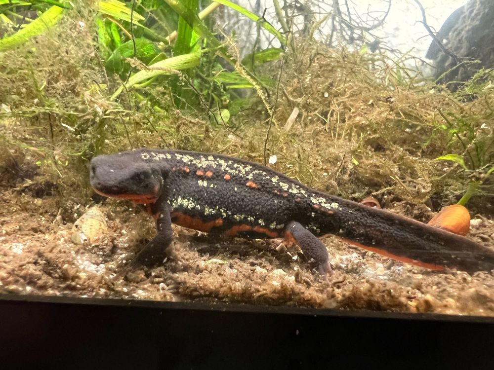 Cynops ensicauda popei