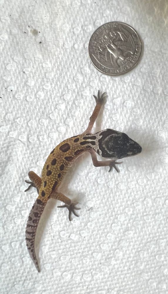 An orange gecko with an irregular line of brown spots down its back, a whitish neck and a black head. It’s next to a US quarter coin for scale, and is about 3.5” long.
