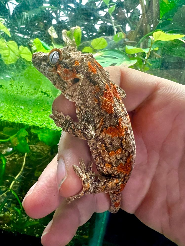 Male gargoyle gecko with lots of orange splotches