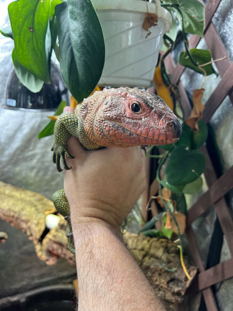 Caiman lizard in my hand